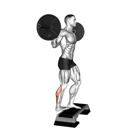 Barbell Standing Calf Raise - How to Perform | Volm